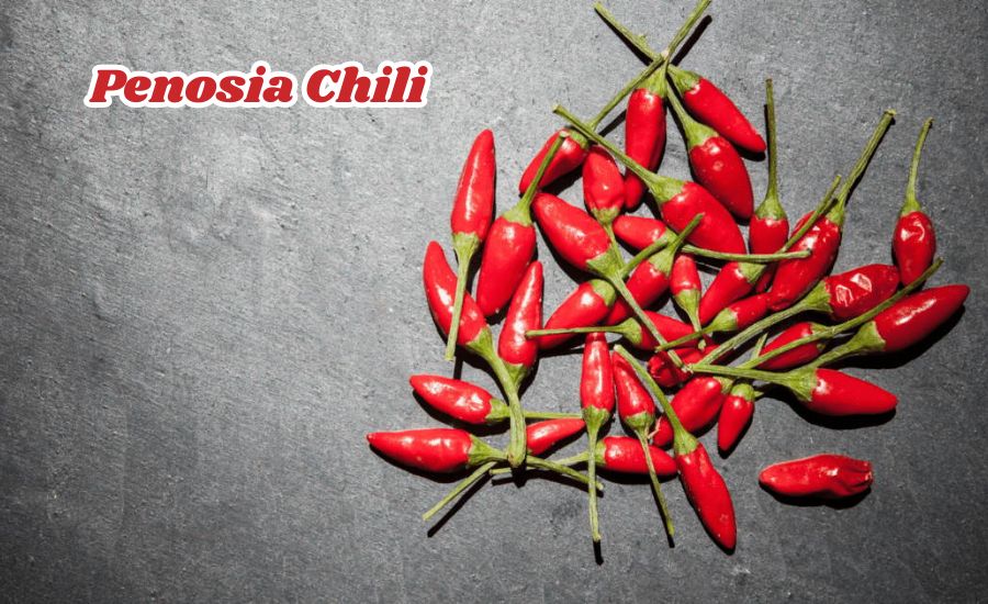 penosia chili