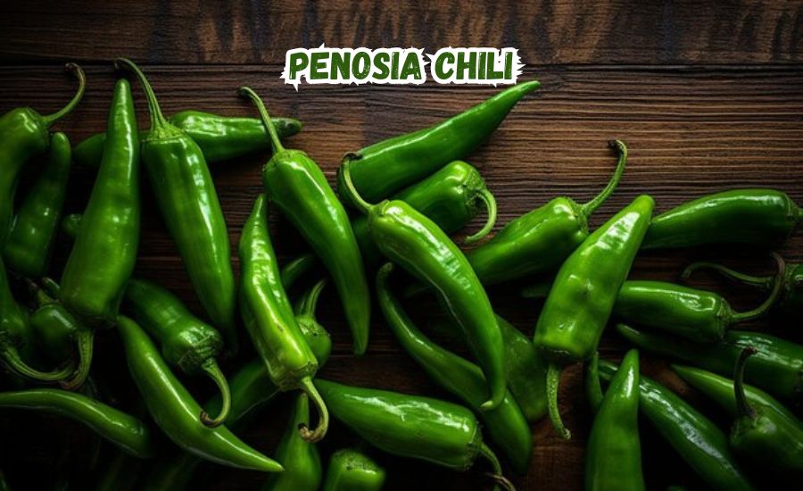 penosia chili