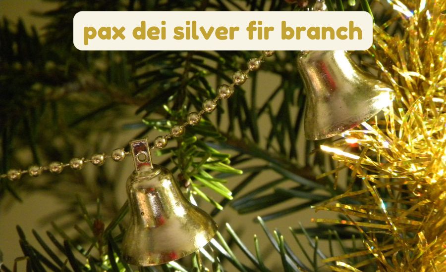 pax dei silver fir branch