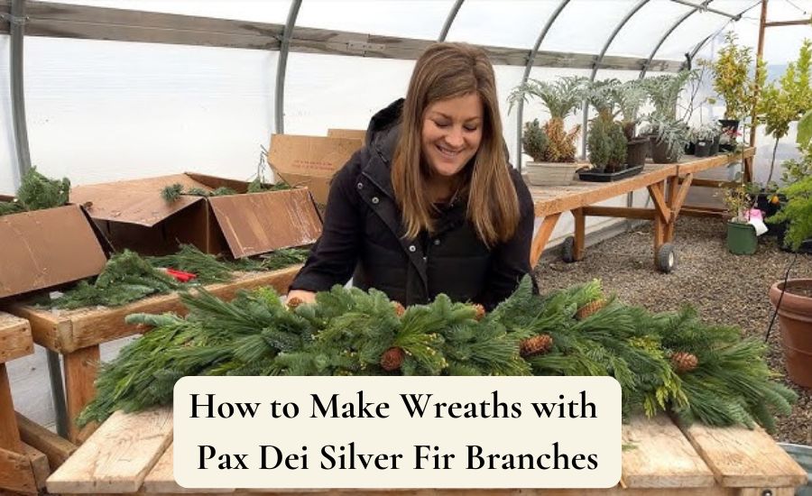 pax dei silver fir branch