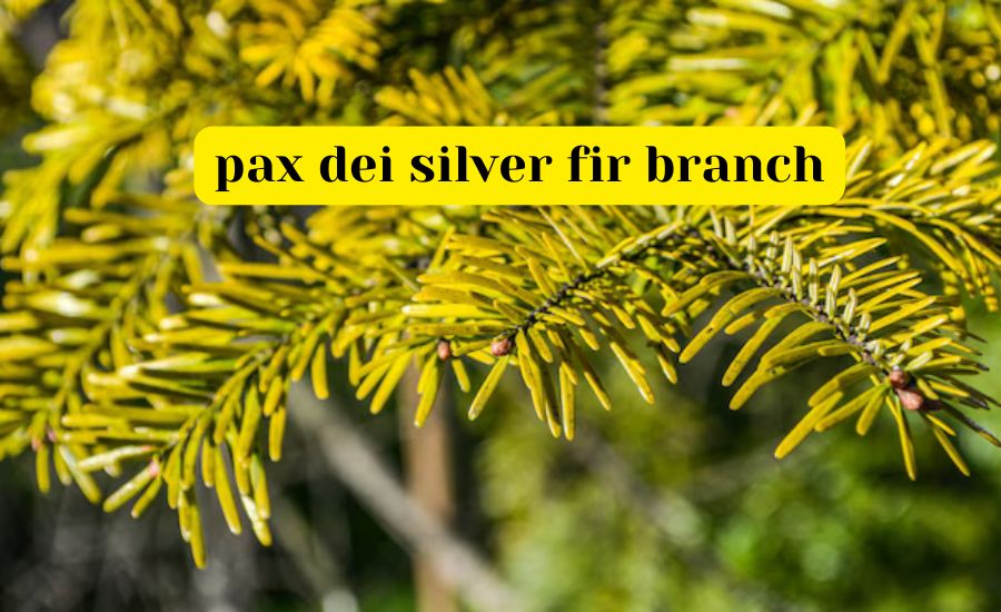 pax dei silver fir branch