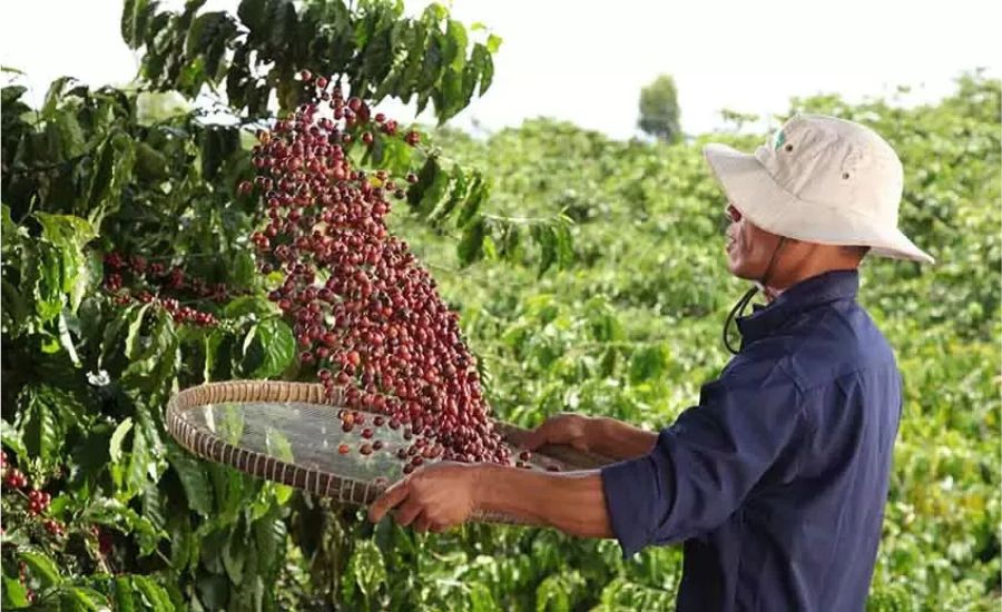 agile project management of coffee internationally in honduras