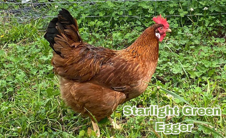 starlight green egger